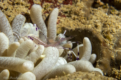 Cleaning partner shrimp Urocaridella antonbruun