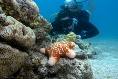 Granulated Seastar (Choriaster granulatus)