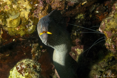 Yellowmouthed Moray Eel
