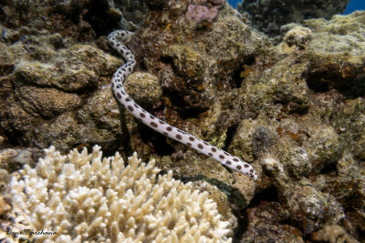 Tiger snake eel (Myrichthys maculosus)
