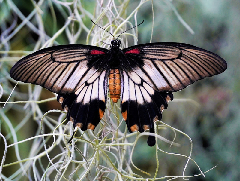 Butterflies