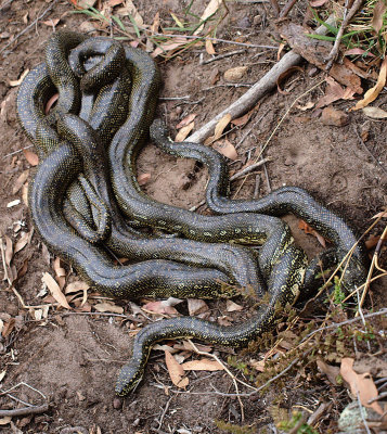 Mating pythons