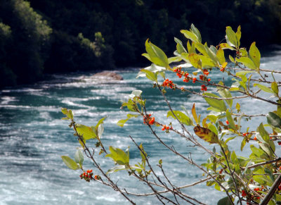 Waikato  River
