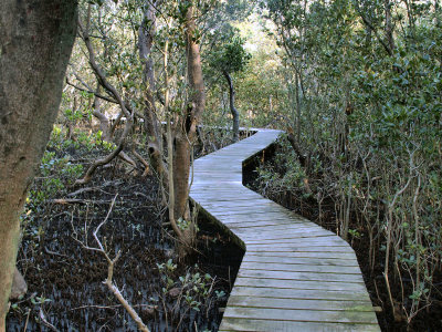 Boardwalk through mangroves