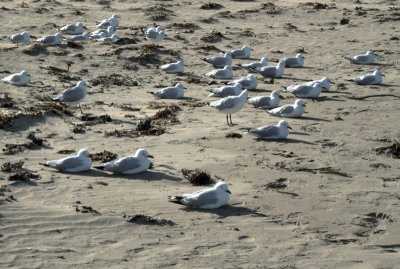East-facing gulls