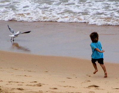Seagull chaser