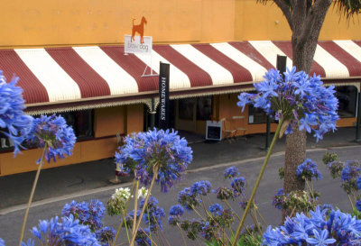 Agapanthus and Stanley for tourists