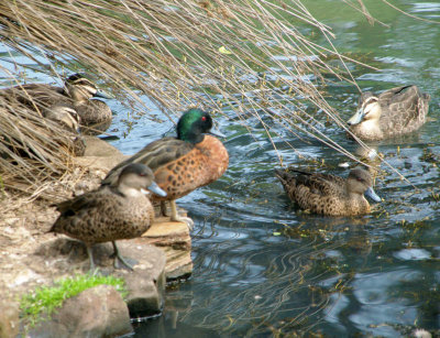 Burnie Park Ducks