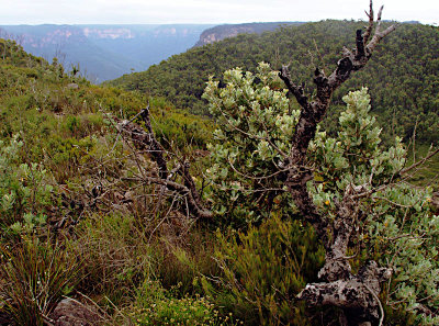 Typical vegetation on sandstone ridge-top
