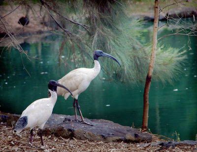 Ibis