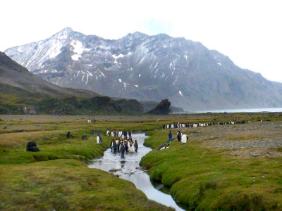 0419: Landscape with penguins