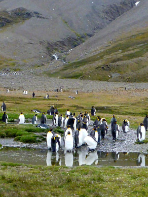 0421: Reflective penguins