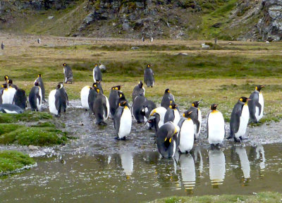 0422: Thirty-two king penguins