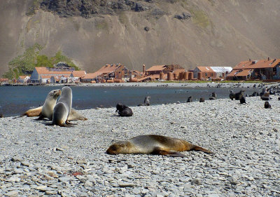 The seals have taken over