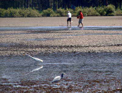 Waders and friends