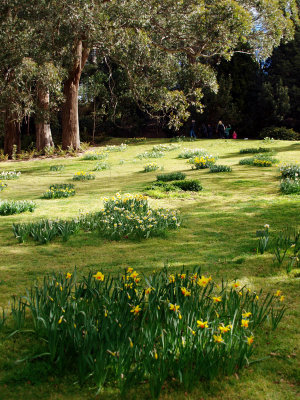 The Narcissus Lawn