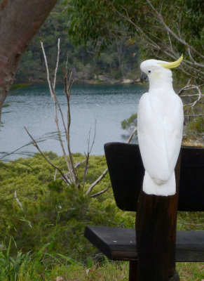 Sulphur-crested cockatoo