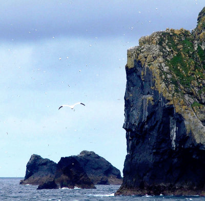 White spots in the sky are seabirds