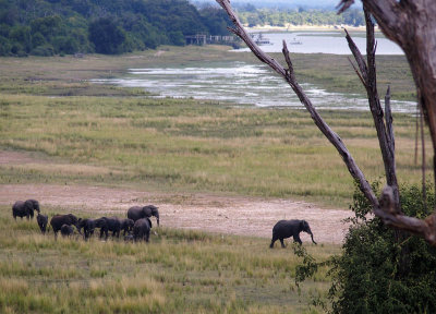 Elephants by the Chobe River, Botswana