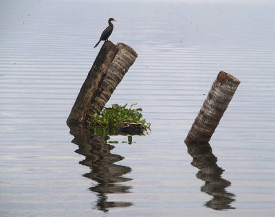 Vembanad Lake