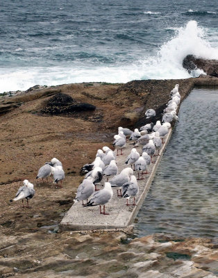 Seagulls prefer flat surfaces