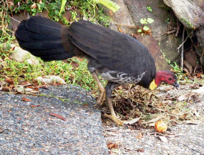 Brush Turkey in Frances's garden