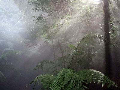 A small rainforest