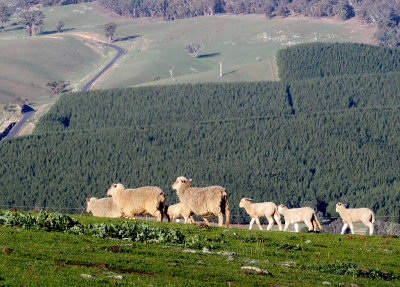 Sheep escaping from photographer