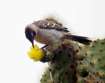 2500: Mockingbird on cactus flower