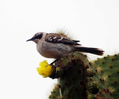 2499: Mockingbird on cactus flower