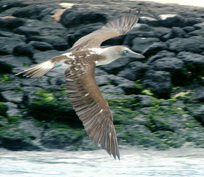 0687: Blue-footed booby in flight