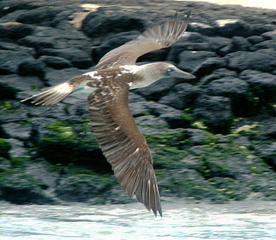 Blue-footed booby in flight