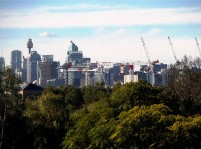 No, Sydney is not in a forest