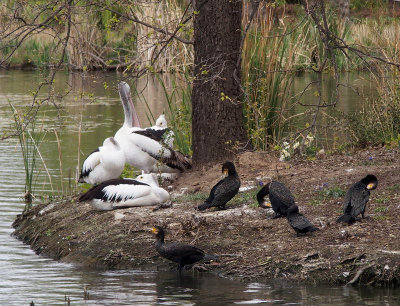 Pelicans and – what are those black things?