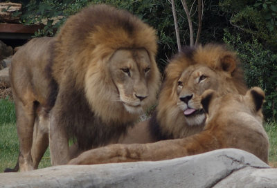 Lions acting friendly