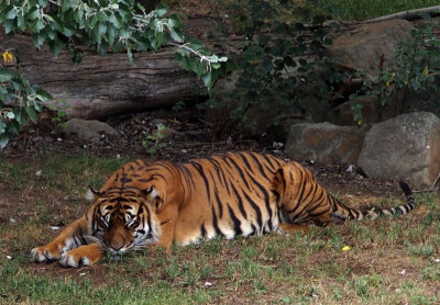 Sleeping tiger