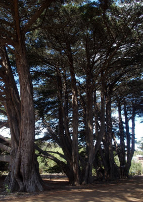 Old Avenue of Pine Trees