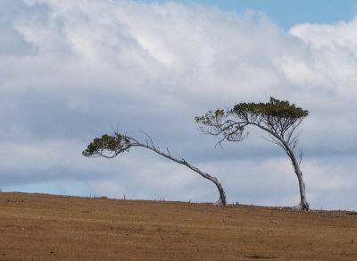 596: Effect of wind