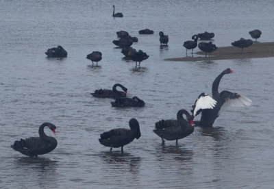 872: More black swans