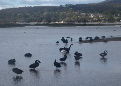 873: The right place for black swans