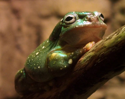 Frog comfortable in captivity