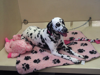 Dalmatian on a pink rug.