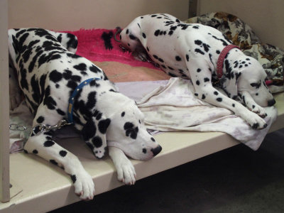 Synchronised Dalmatians