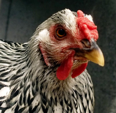 Champion Wyandotte silver-laced pullet