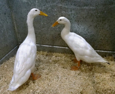 Two ducks who didn't win a prize