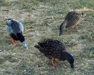 Ducks at Ettalong