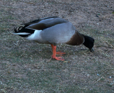 Ettalong duck