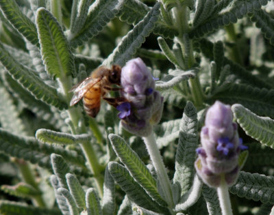 Bee on roadside lavender