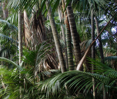 Palm patterns