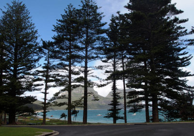 Norfolk Island Palms on Lord Howe Island